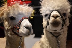 597432391_1273791258115422_2828266704737674784_n